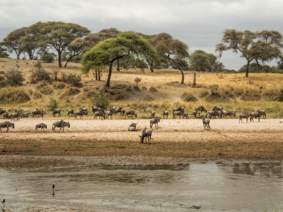 Národní park Tarangire, Tanzanie