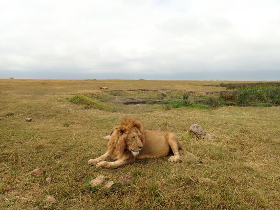 Lev, kráter Ngorongoro, Tanzanie