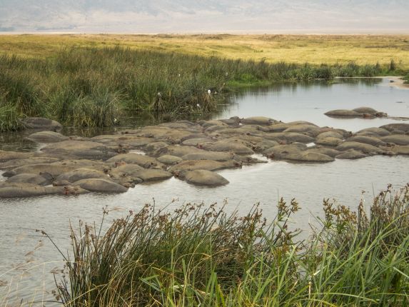 Skupina hrochů v kráteru Ngorongoro