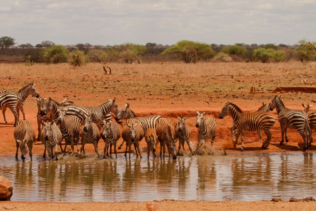 Safari v Tsavo East, Keňa