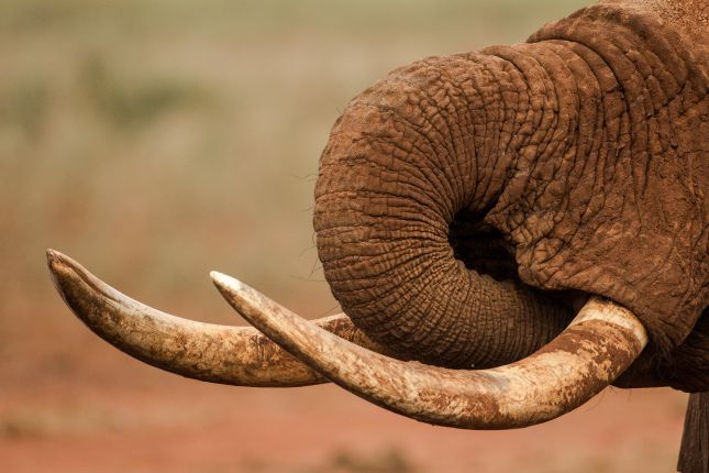Slon africký, Tsavo East