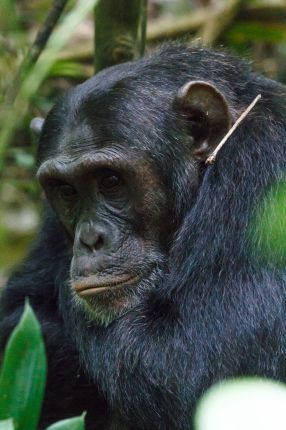 Šimpanz, Kibale, Uganda