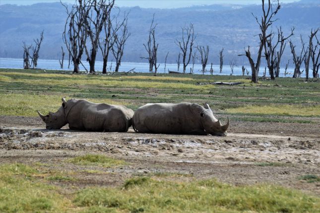 Nosorožci v parku Lake Nakuru