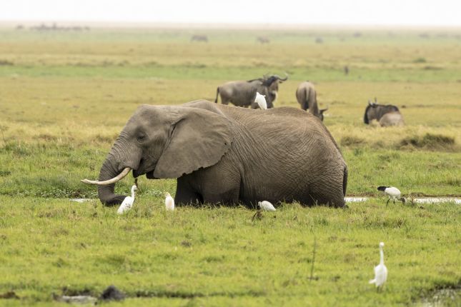 Sloni v Amboseli