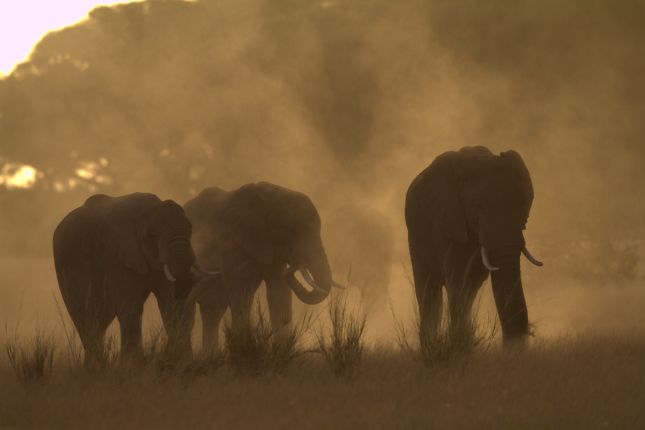 Sloni v Amboseli