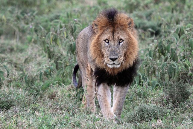 Lev v Masai Mara