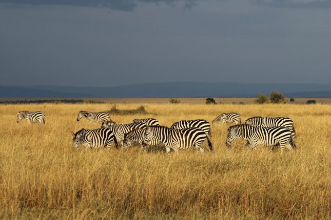 Zebry v Masai Mara
