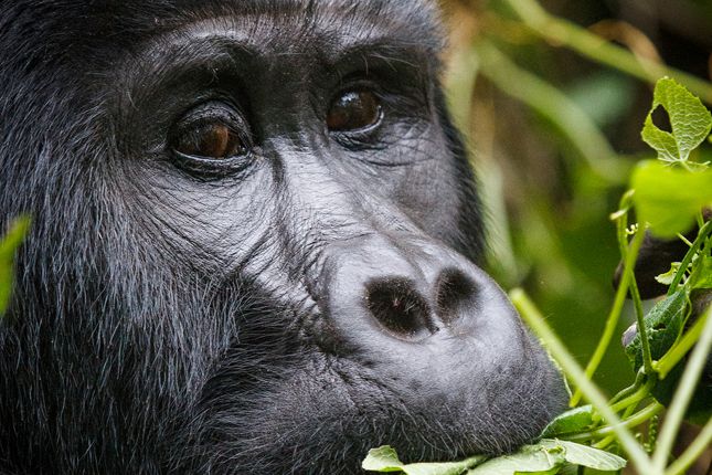 Horská gorila, Uganda