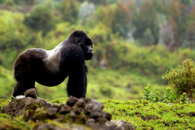 Horské gorily, Uganda