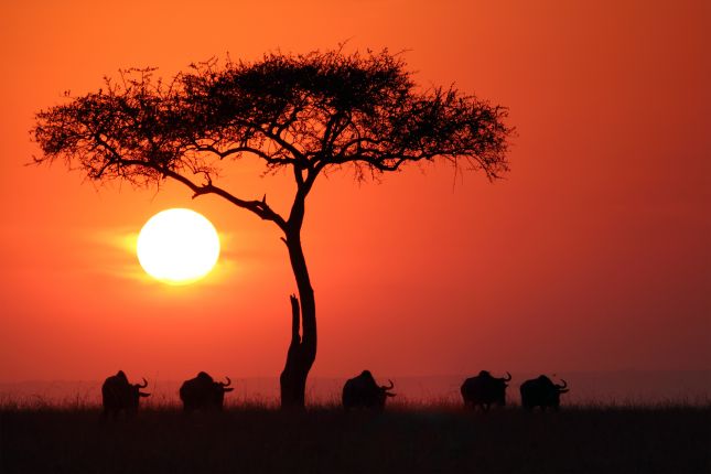 Západ slunce v Masai Mara, Keňa