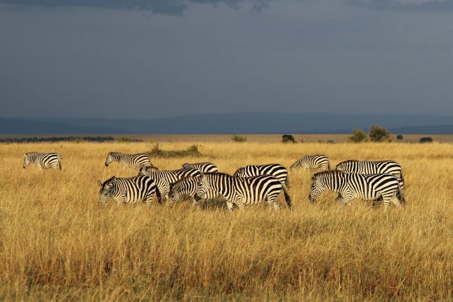Rezervace Masai Mara, Keňa