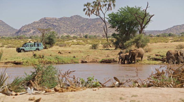 Sloni v Samburu