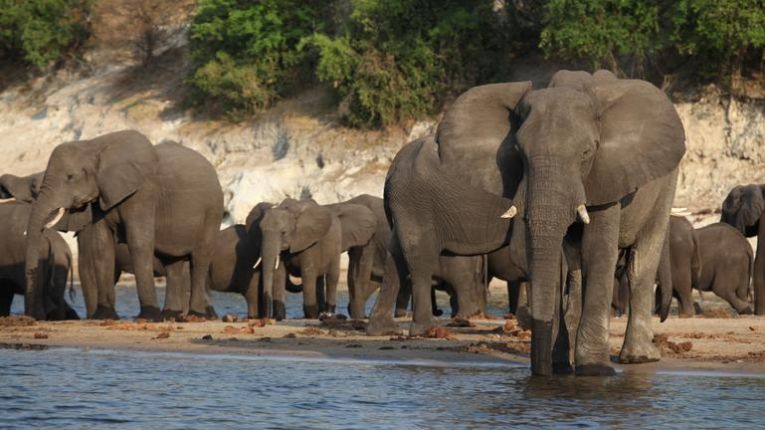 Sloni v národním parku Chobe