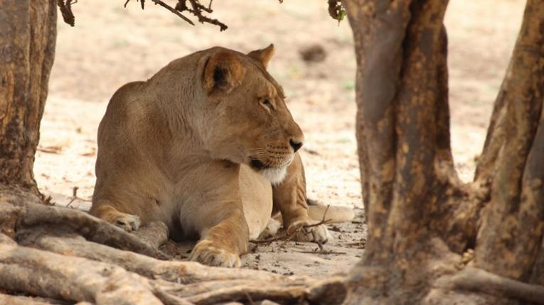 Lev v národním parku Chobe