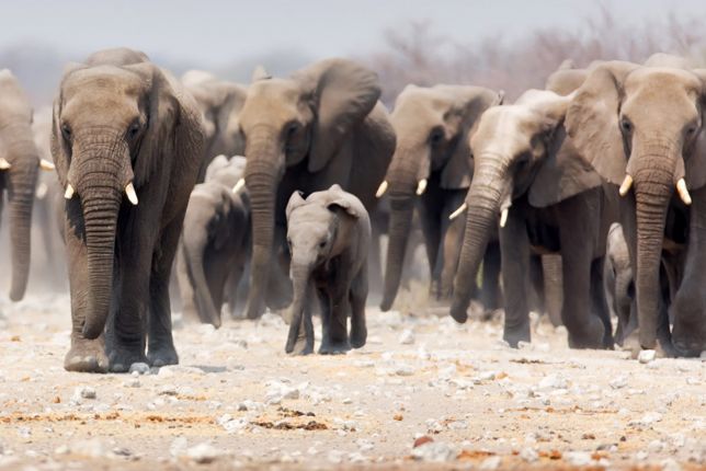 Sloni v Namibii