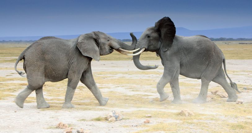 Amboseli - domov slonů, foto: Jakub Hrdina